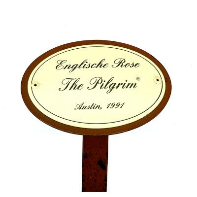 Emailleschild fuer Englische Rose The Pilgrim