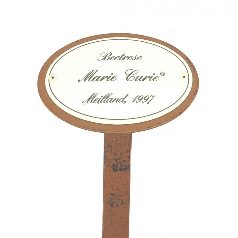 Rosenschild Emaille Marie Curie