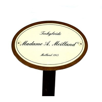 Rosenschild Emaille Madame A. Meilland